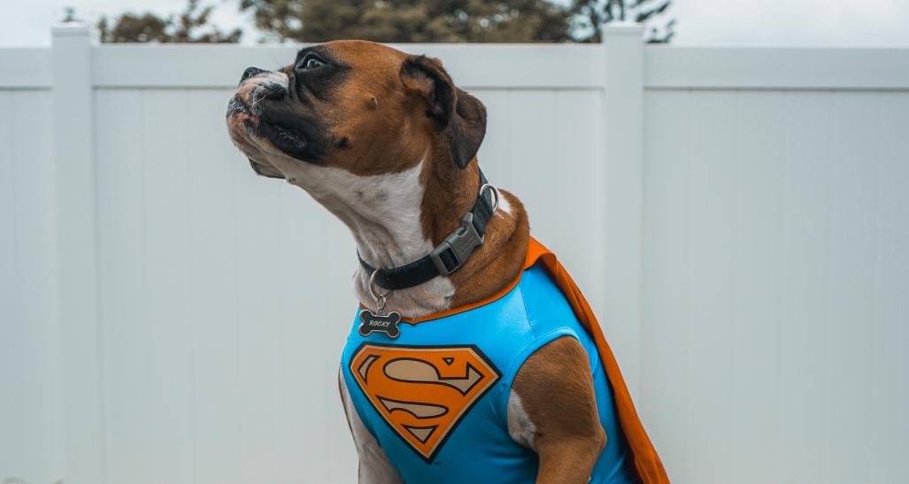 dog in superhero costume