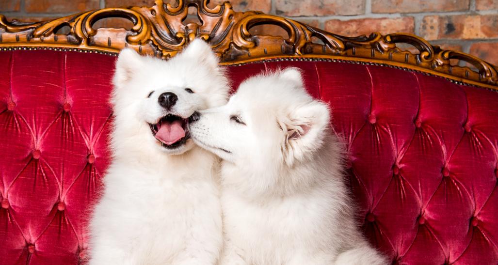 Two puppies kissing on red couch